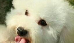 米小圈最新爆料,揭秘娱乐圈幕后真相